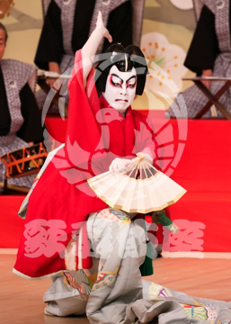 【11月】顔見世季花姿繪春調娘七種