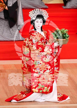 【11月】顔見世季花姿繪春調娘七種