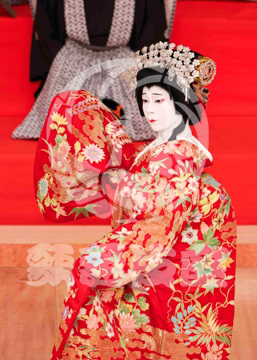 【11月】顔見世季花姿繪春調娘七種