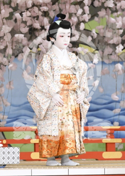 【2月】醍醐の花見