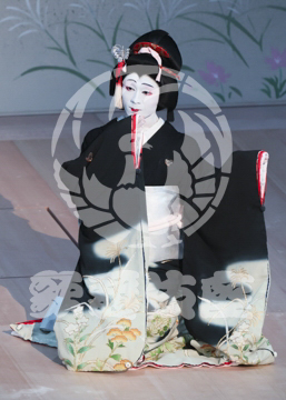 【7月】蝶の道行