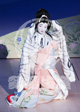 【7月】蝶の道行