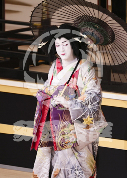 【1月】蜘蛛絲梓弦