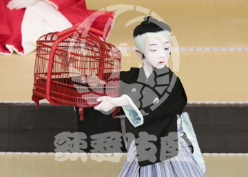 【4月】裏表先代萩