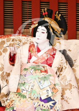 【5月】助六由縁江戸桜