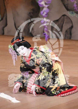 【1月浅草】藤娘