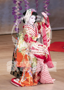 【1月浅草】藤娘