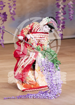 【1月浅草】藤娘